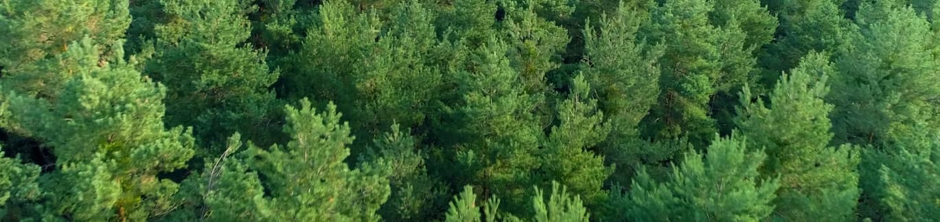 Floresta - energia sustentavel